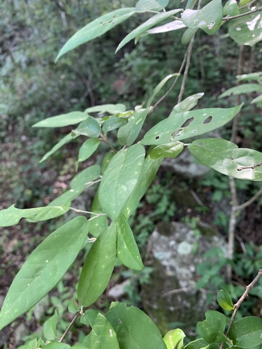 Croton menyharthii image