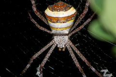 Argiope versicolor