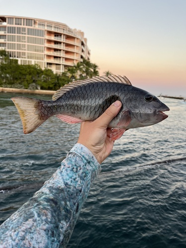 Photo of Yellowtail parrotfish (Sparisoma rubripinne)