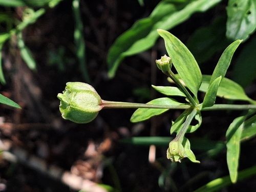 Lily of the Incas (Alstroemeria psittacina)