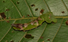 Oxytenis modestia