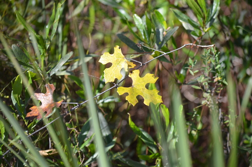calloose grape (Vitis shuttleworthii)