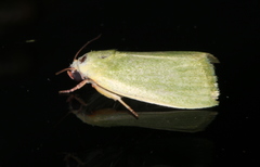 Earias smaragdina