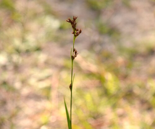 Southern Beaksedge (Rhynchospora microcarpa)