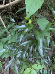 Coptosperma nigrescens