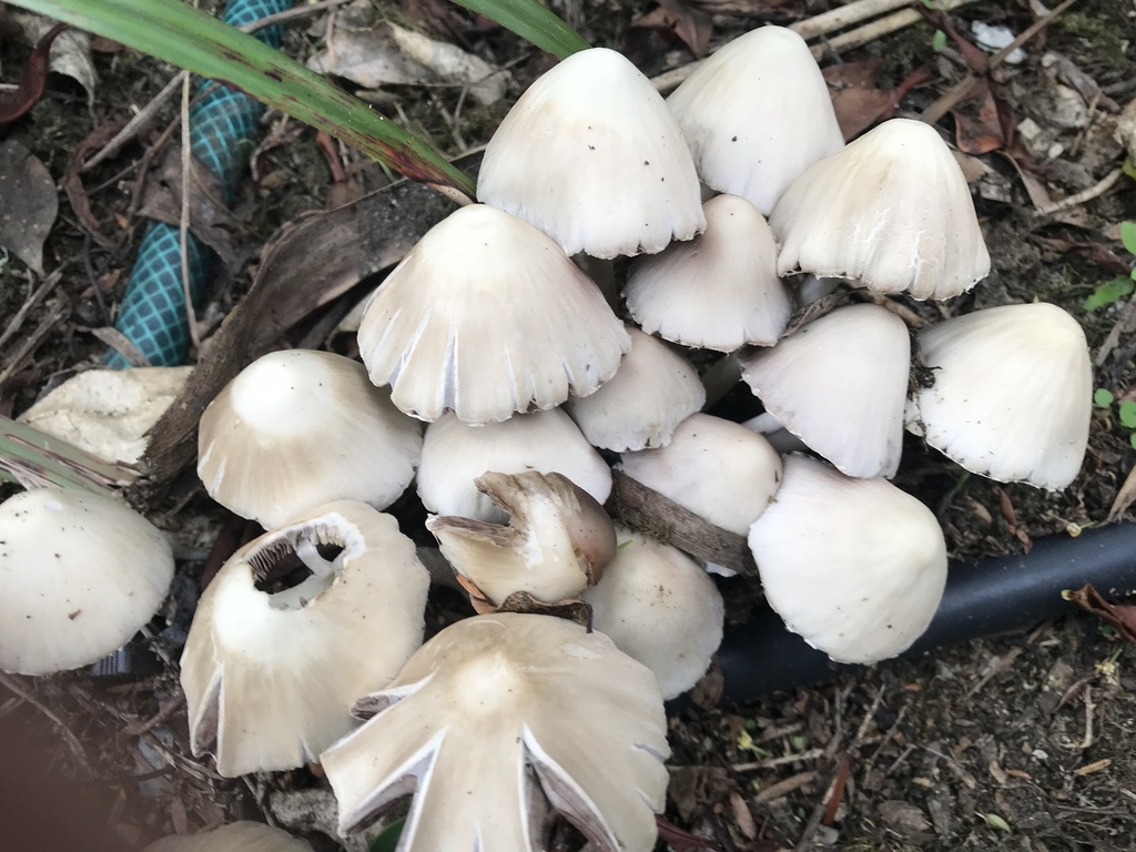 Candolleomyces candolleanus · December 2025 · photo: © hjcjim (iNaturalist, cc-by)