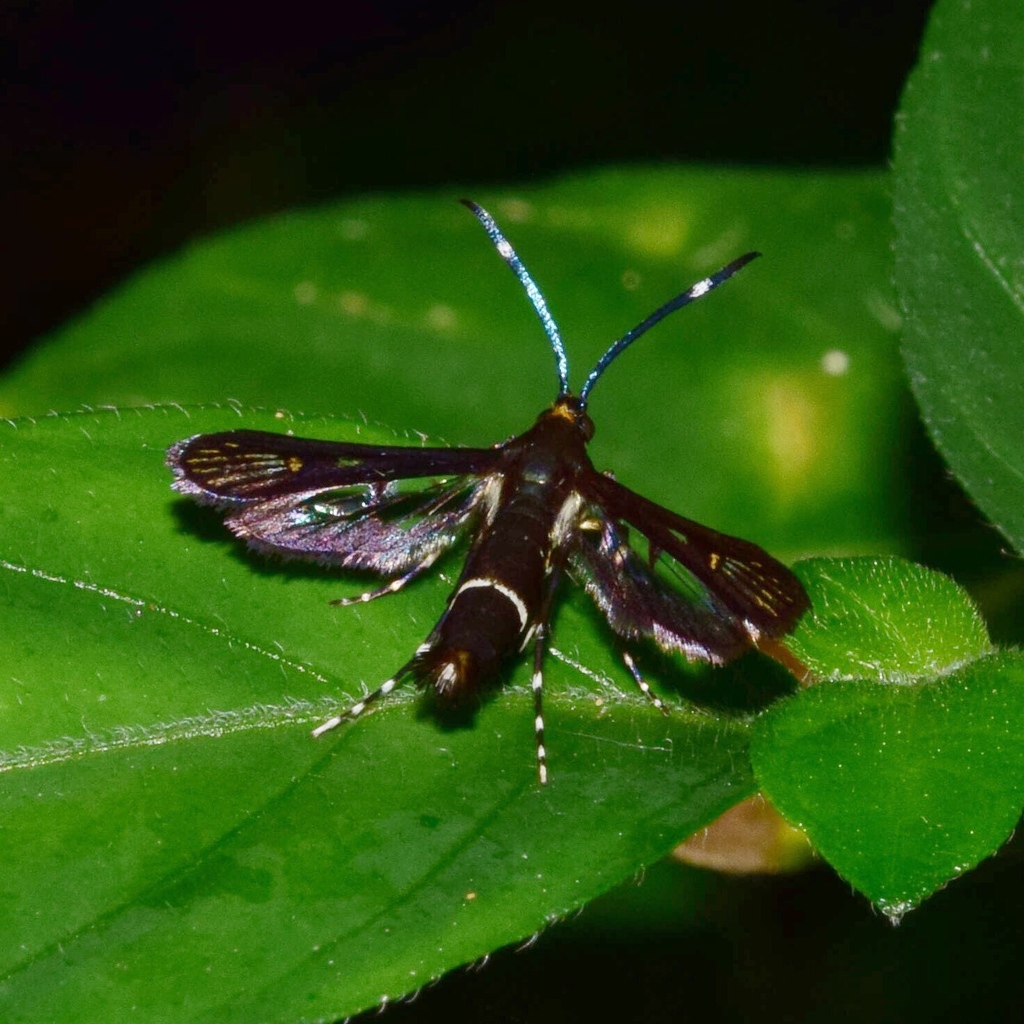 Cabomina