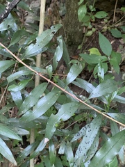 Coptosperma nigrescens