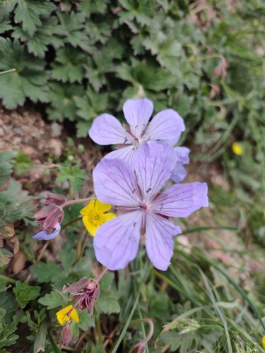 Geranium saxatile
