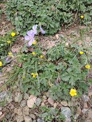 Geranium saxatile, photograph Federico Biguzzi, CC0, iNaturalist via GBIF