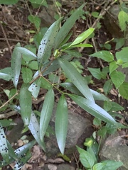 Coptosperma nigrescens
