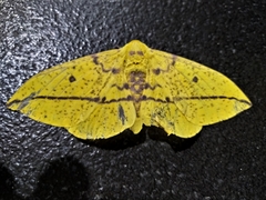 Eacles imperialis magnifica