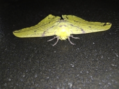 Eacles imperialis magnifica