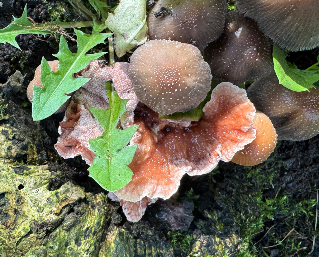 Abortiporus biennis · December 2025 · photo: © catslovetofindplants (iNaturalist, cc0)