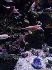 Macroramphosus scolopax