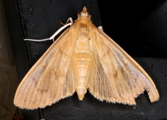 Protonoceras mitis