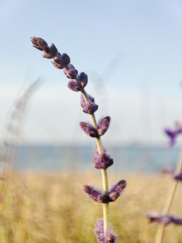 Salvia abrotanoides, photograph 3