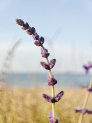 Salvia abrotanoides, photograph author not stated, no rights reserved