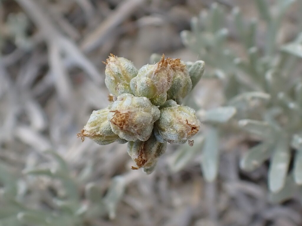 Artemisia porteri (Porter's Wormwood)