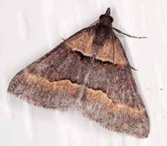 Dichromodes atrosignata