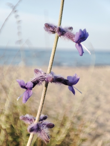 Salvia abrotanoides, photograph 4