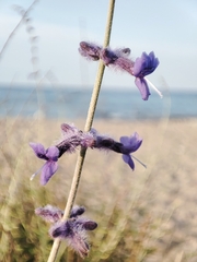 Salvia abrotanoides, photograph author not stated, no rights reserved