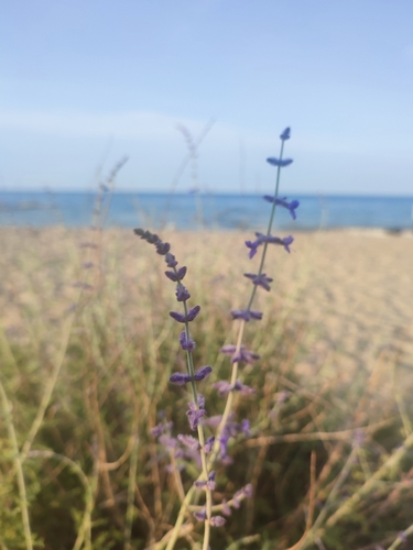 Salvia abrotanoides, photograph 5