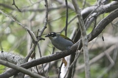 Phaenicophilus palmarum