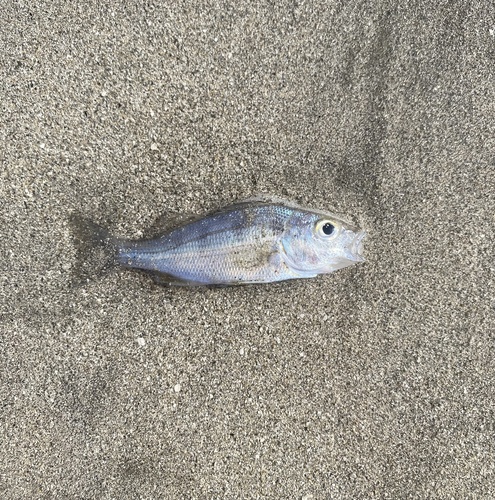 Roughneck Grunt (Haemulopsis corvinaeformis) — Haemulidae — 3