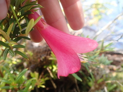 Philesia magellanica