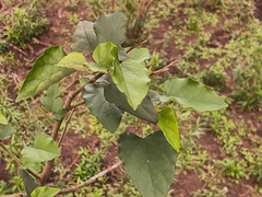 Wissadula parvifolia