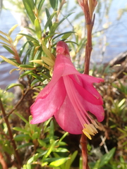 Philesia magellanica