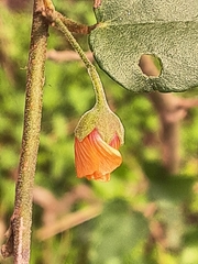 Wissadula parvifolia