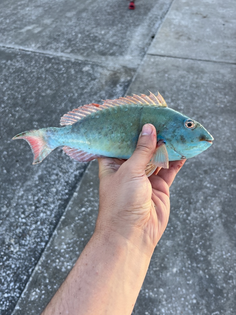 Photo of Redtail parrotfish (Sparisoma chrysopterum)