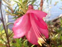 Philesia magellanica