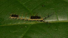 Catonephele acontius