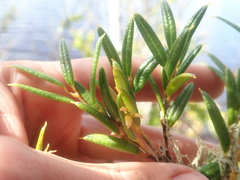 Philesia magellanica