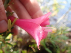 Philesia magellanica