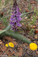 Lachenalia splendida