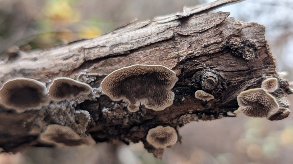 Trametes villosa · December 2025 · photo: © erininmd (iNaturalist, CC)