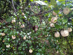 Cephalanthus natalensis