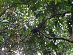 Macropygia tenuirostris