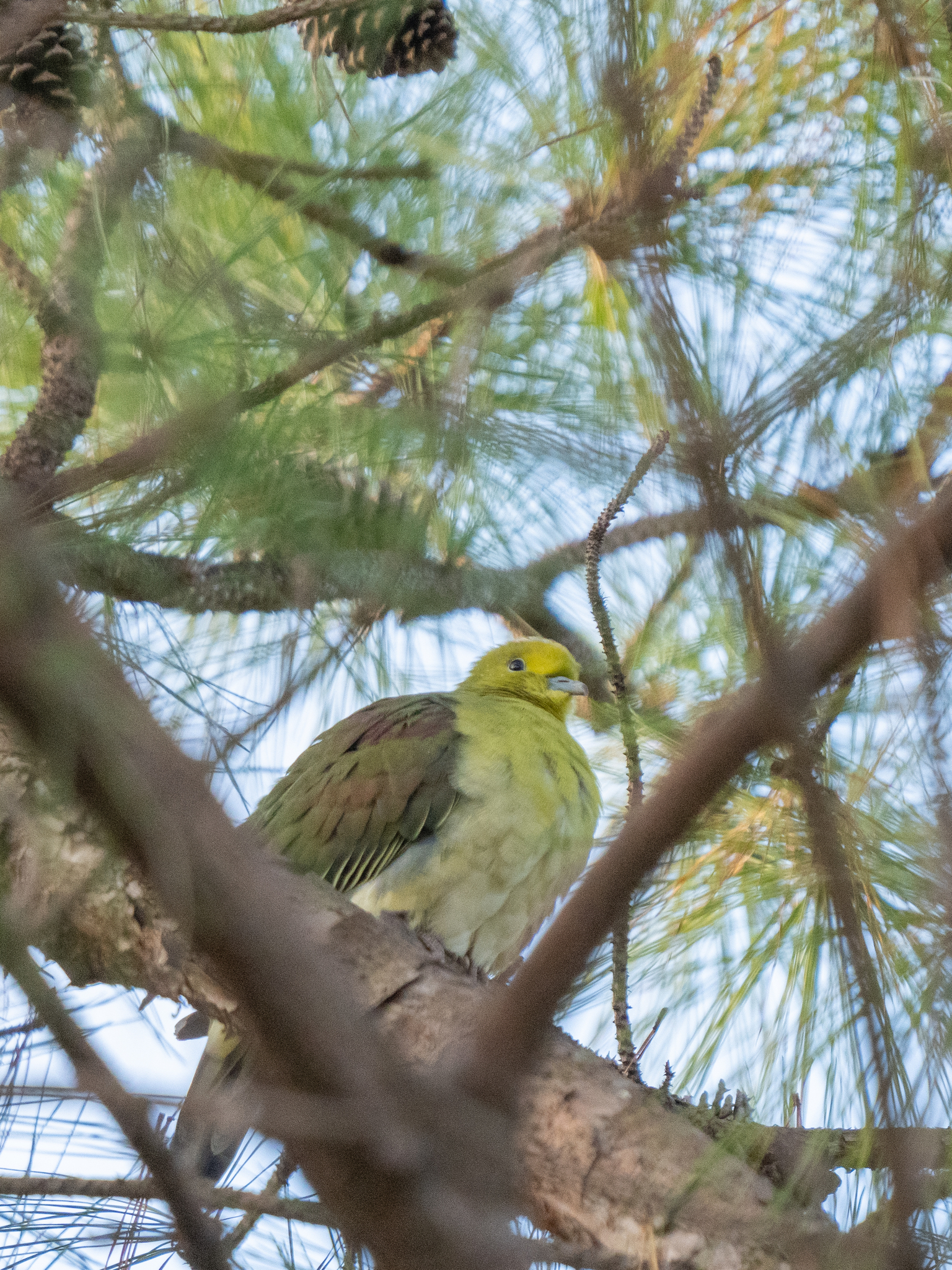 White-bellied Green Pigeon