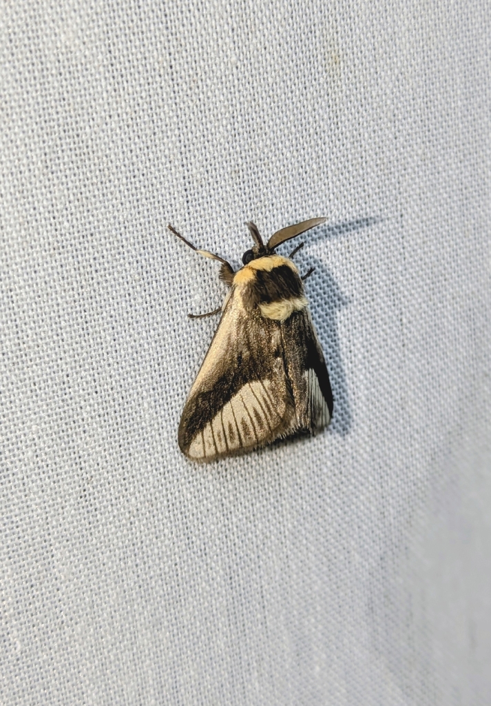 Mesoscia procera