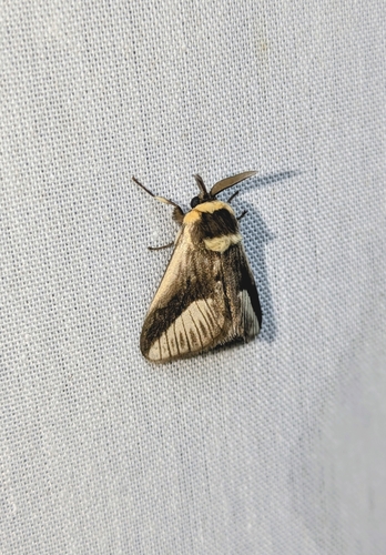 Mesoscia procera
