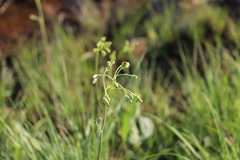 Senecio oxyriifolius, photograph (c) Suvarna Parbhoo Mohan, some rights reserved (CC BY-SA)