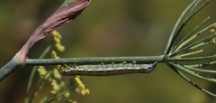 Compsotata elegantissima