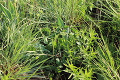 Senecio oxyriifolius, photograph (c) Suvarna Parbhoo Mohan, some rights reserved (CC BY-SA)