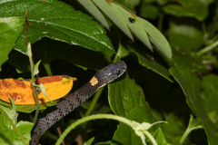 Pareas margaritophorus