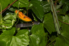 Pareas margaritophorus